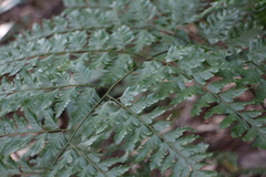 Davallia formosana