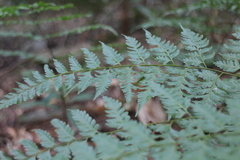 Davallia formosana