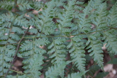 Davallia formosana