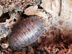 Porcellio debueni
