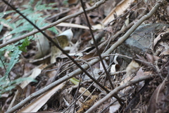 Davallia formosana