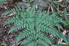 Davallia formosana