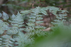 Davallia formosana
