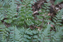 Davallia formosana