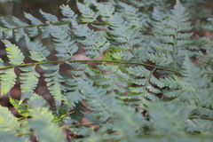 Davallia formosana