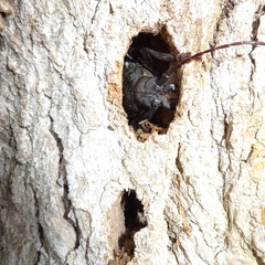 Rhaesus serricollis