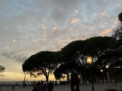 Pinus pinea