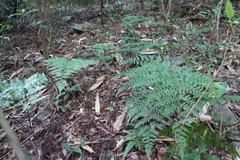 Davallia formosana