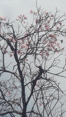 Tabebuia rosea
