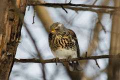 Turdus pilaris