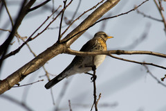 Turdus pilaris