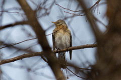 Turdus pilaris