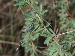 Caragana spinosa