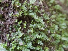 Mnium stellare