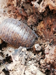 Porcellio debueni