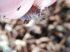 Porcellio debueni