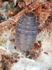 Porcellio debueni
