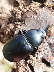 Coelometopus clypeatus