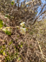 Lonicera fragrantissima