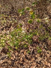 Lonicera fragrantissima