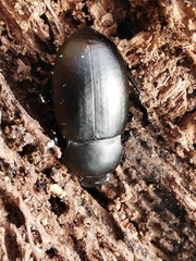 Coelometopus clypeatus