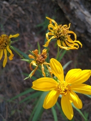 Verbesina longifolia