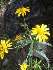 Verbesina longifolia