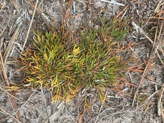 Selaginella arenicola