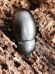 Coelometopus clypeatus