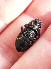 Coelometopus clypeatus