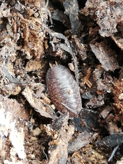 Porcellio debueni