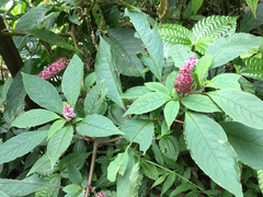 Phytolacca rugosa