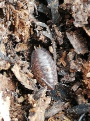 Porcellio debueni