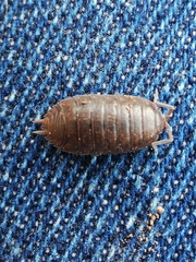 Porcellio debueni