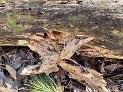 Wrightoporia austrosinensis
