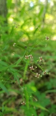 Galium arkansanum