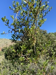 Quercus pacifica