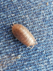 Porcellio debueni