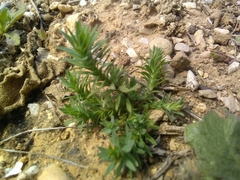 Linum strictum strictum