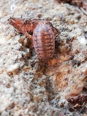 Porcellio debueni
