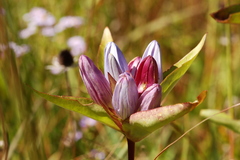 Gentiana andrewsii andrewsii