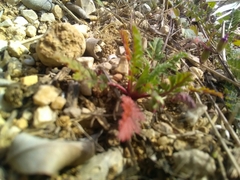 Erodium cicutarium cicutarium