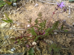 Erodium cicutarium cicutarium