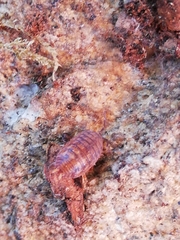 Porcellio debueni