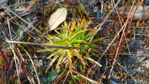 Paepalanthus anceps