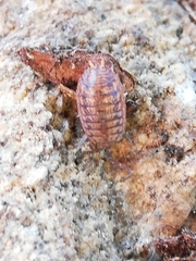 Porcellio debueni