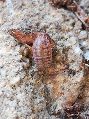 Porcellio debueni