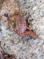 Porcellio debueni