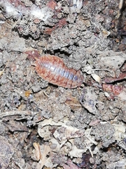 Porcellio debueni