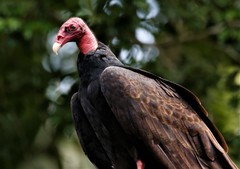 Cathartes aura image